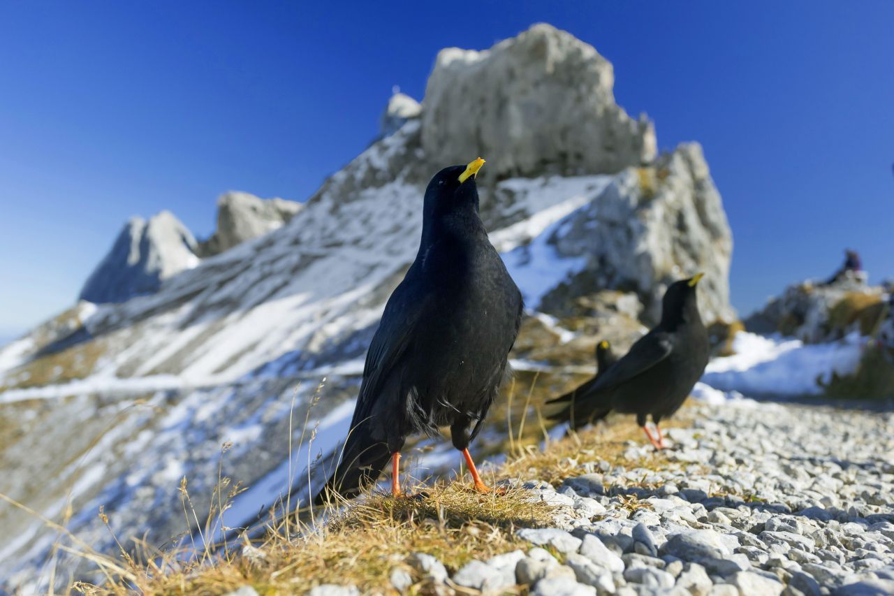 Von der Alpendohle gibt es nur noch wenige Brutpaare in den Bergen.