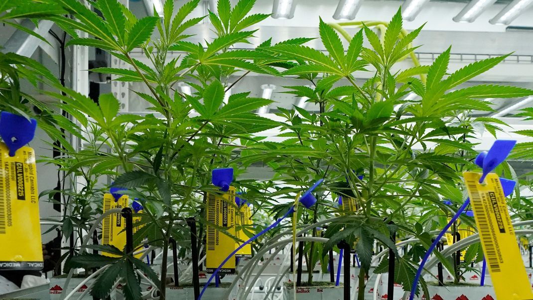 Bereits Ende März könnte ein Gesetzentwurf zur Legalisierung von Cannabis von der Ampel-Koalition vorgelegt werden. 