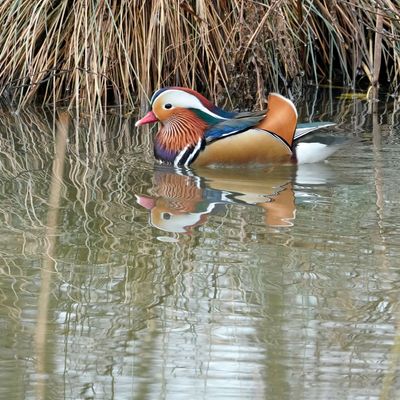 Mandarinente im Wasser