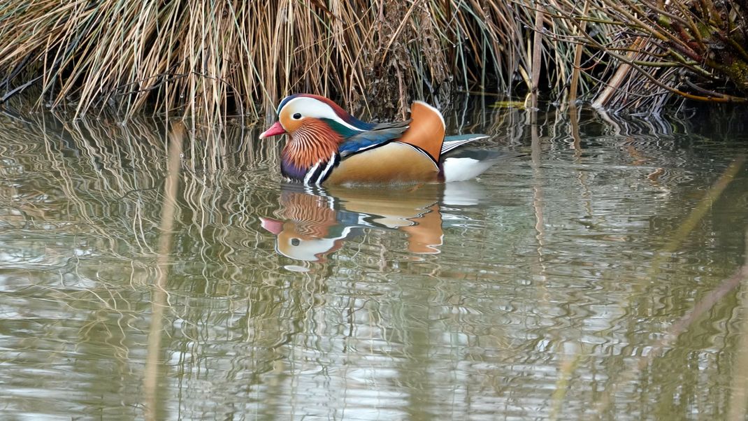 Im Augsburger Zoo wurde unter anderem bei einer Mandarin-Ente (Bild) der Vogelgrippevirus nachgewiesen. (Symbolbild)