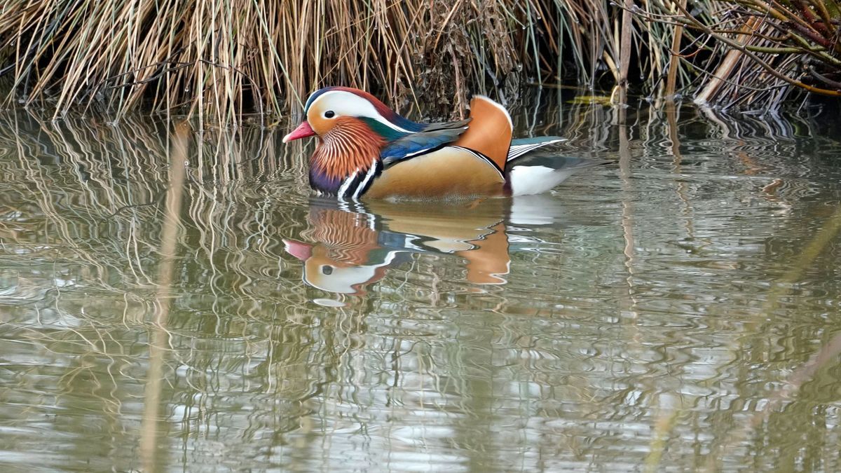 Mandarinente im Wasser