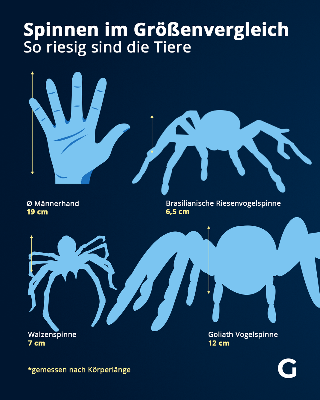 Das sind die größten Spinnen gemessen nach ihrer Körperlänge