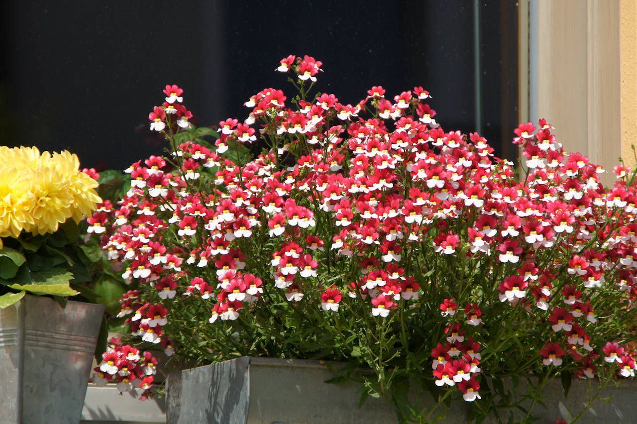 Im Balkonkasten und im Garten blüht der Elfenspiegel, auch Beerenschnute oder Nemesia genannt, bis in den Herbst und versorgt verschiedene Insekten mit Nahrung. Die Pflanze mag es sehr sonnig.