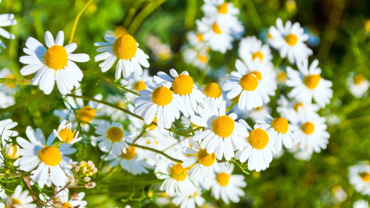 Kamille | Pflanzenart: mediterrane, ein- oder zweijährige Pflanze | Standort: Sonnig bis Halbschatten | Ernte: Blütenköpfe ernten, wenn sie vollständig geöffnet sind | Vermehrung: Samen oder Teilen der Wurzeln