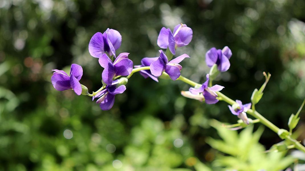 Wilder Indigo oder auch Baptisia stellt eine weitere Alternative zu Retinol dar. Welcher Inhaltsstoff die Pflanze zu unserer Beauty-Geheimwaffe macht, verraten wir im Beauty-Artikel.