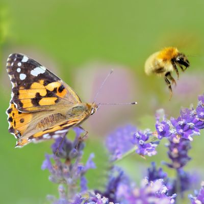 Der Insektensommer geht in die zweite Runde: Nabu ruft zum Insektenzählen auf