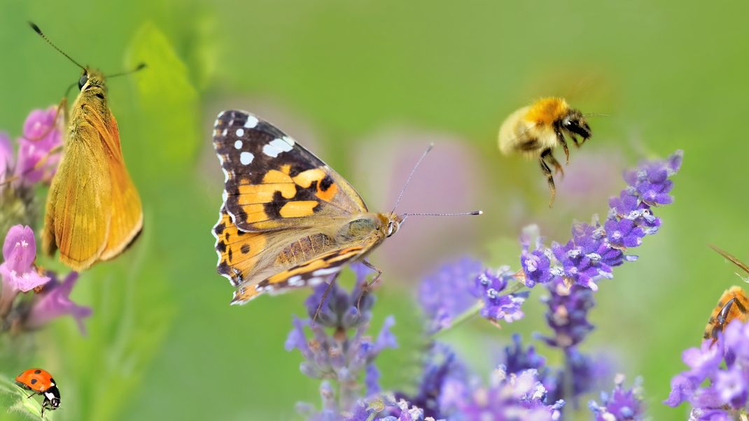 Der "Insektensommer" geht in die zweite Runde.