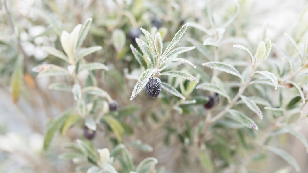 Olivenbäume lieben die Sonne, doch mit ein paar Tricks bringst du sie auch trotz Frost und Minusgraden durch den Winter. Wir verraten dir wie