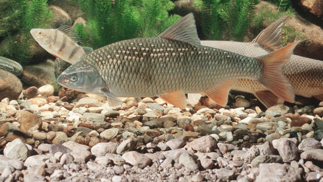 Der Frauennerfling, ein streng geschützter Fisch, lebt in der Donau. 