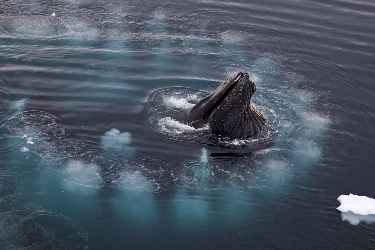 Die blasen ihrer Beute was! Jagende Buckelwale stoßen gezielt Luftblasen in kreisförmigen Mustern aus, die wie ein Netz für Plankton, Krill und kleine Fische wirken. Heringe und Co. können die dichten Blasen-Ansammlungen nicht durchschwimmen und sind im Inneren gefangen. Die Meeresriesen müssen dann nur noch nach oben stoßen - mit weit geöffnetem Maul. In ihrer Fütterungssaison (Mai bis Oktober) fressen sie bis zu 22 Stunden 