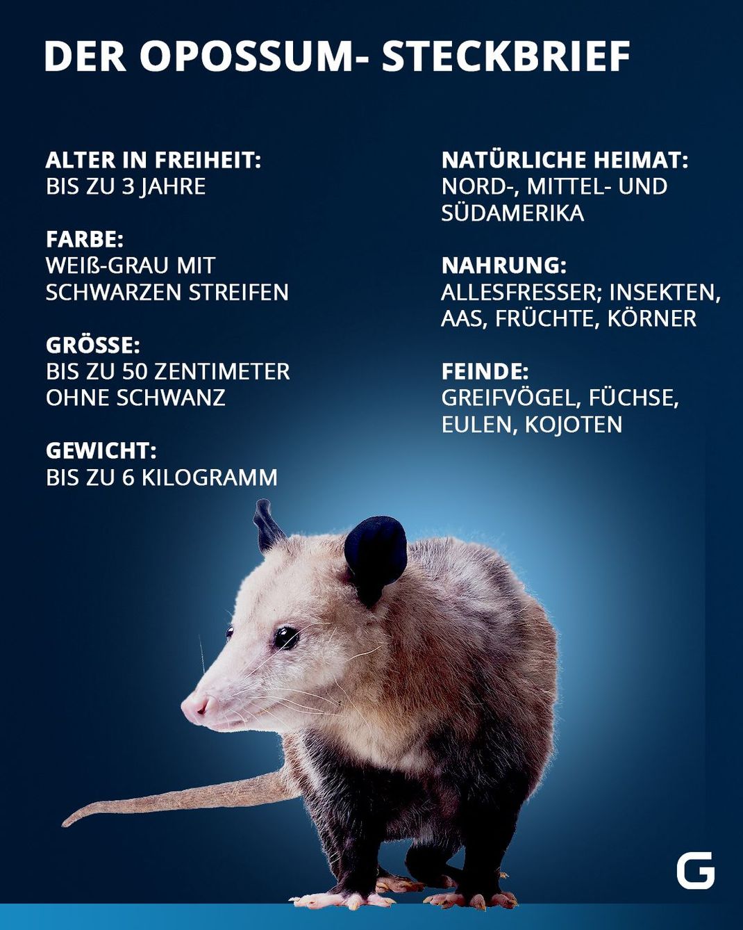 Eckdaten zum Opossum