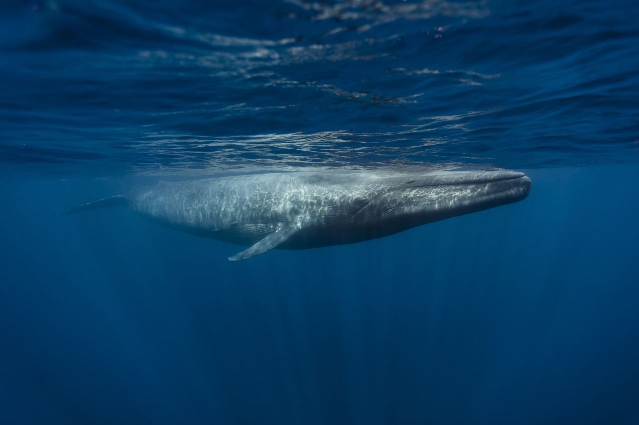 Was hat ein Blauwal mit Algen zu tun? Bartenwale ernähren sich hauptsächlich von Krill, also von kleinen umherschwebenden und sehr eisenhaltigen Krebstierchen, die zum Zooplankton gehören. Mit ihren Ausscheidungen "düngen" die Wale die Meere, denn ihr Kot dient dem Phytoplankton, also den Mikroalgen, als Nahrung. Der Krill wiederum ernährt sich vom Phytoplankton, und so schließt sich der Kreis. 