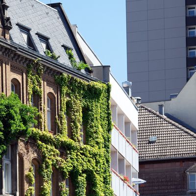 Berlin: Wilder Wein hilft dabei, dass sich Gebäude nicht so stark aufheizen. 