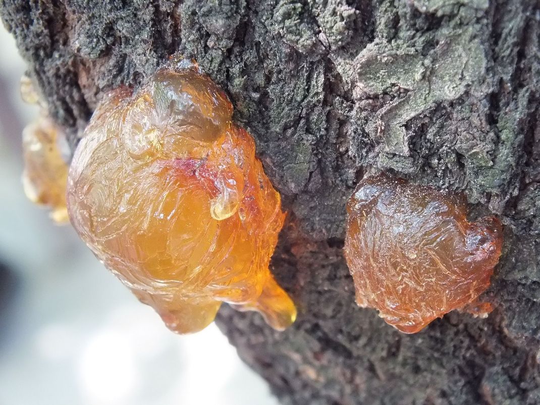 Das Harz des Amberbaums ist sehr beliebt – es duftet und findet in der Industrie vielseitige Verwendung.