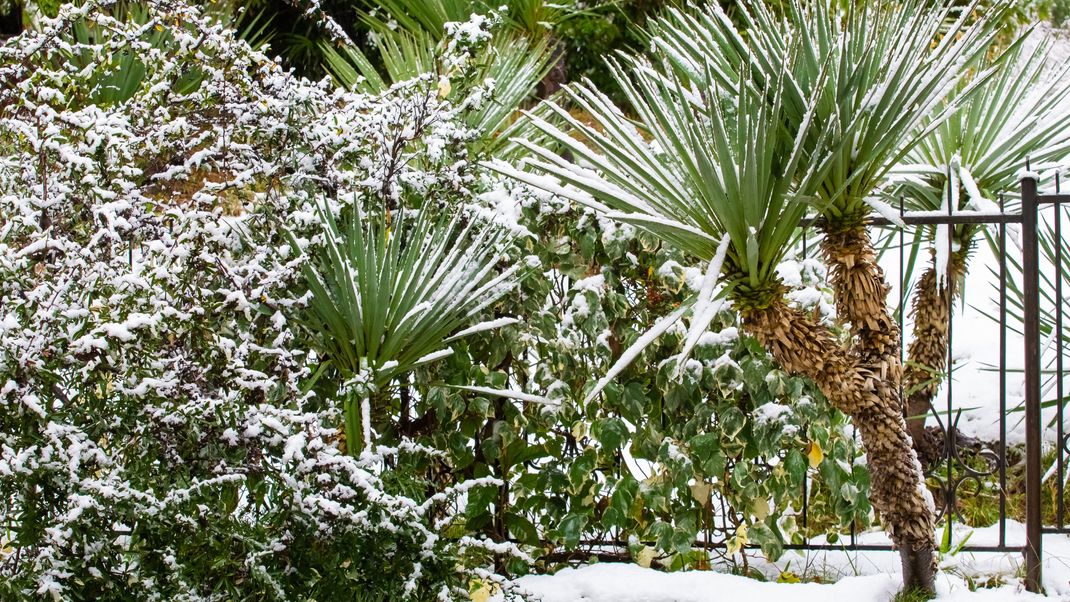 Palmen auf dem Balkon überwintern: Mit diesen Tipps überstehen sie die  kalte Jahreszeit