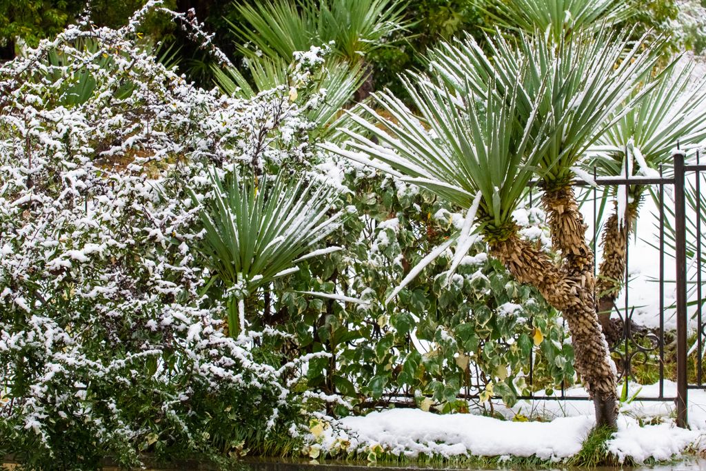 Palmen überwintern Das braucht die Pflanze im Winter