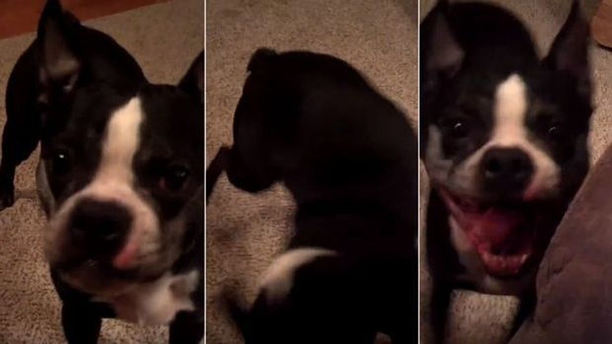 151215_Tanzender Hund_Schmuckbild_Youtube_Nick-Joseph