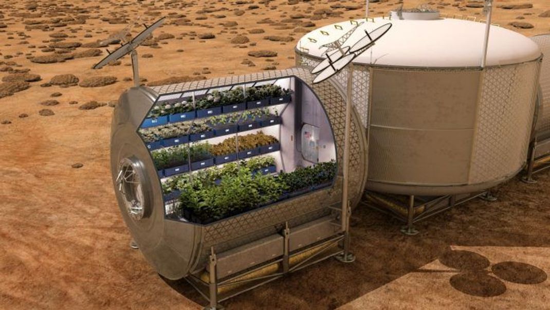 So stellt sich die NASA frisches Grün in einem Mars-Gewächshaus vor. Laut Studien wachsen Pflanzen bei einem Viertel des irdischen Luftdrucks, solange sie mit CO2, Sauerstoff und Wasserdampf versorgt sind.