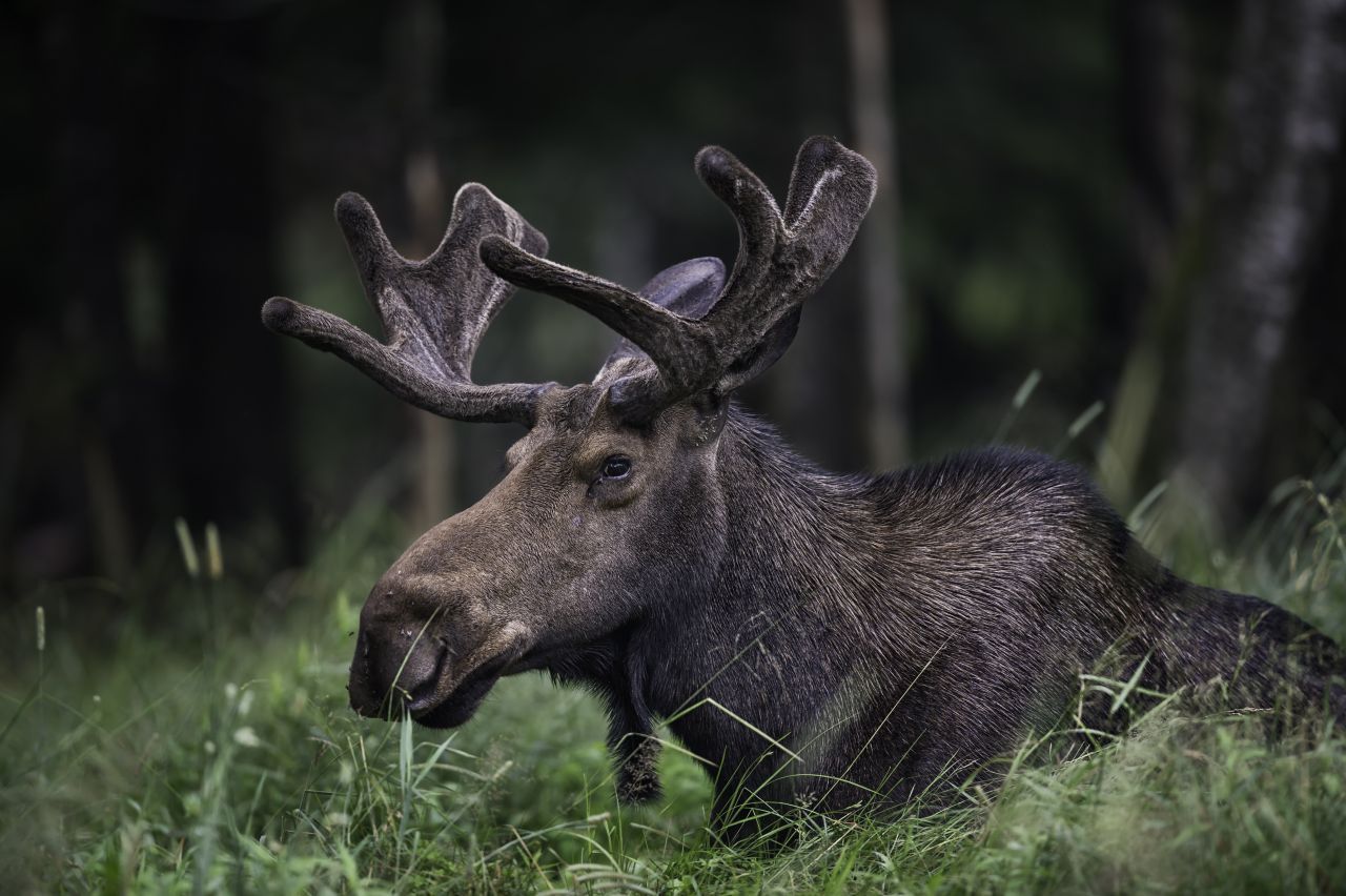 Ja, die Elche sind zurück in Deutschland! Die größten Hirsche finden ihren Weg zurück in unsere Wälder. In Norwegen, Schweden und Finnland sind sie ebenfalls vertreten.