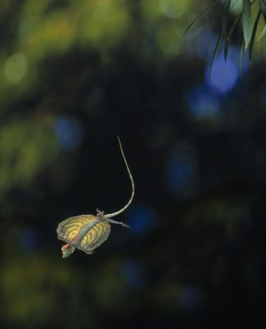 Beim Flug leuchtet die Flughaut, ist sie gefaltet, tarnt sich der Flugdrache in unscheinbarem braun