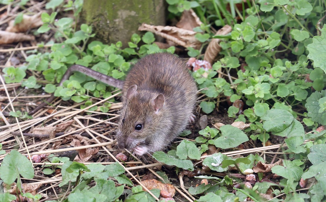 Ratten im Garten So wirst du sie ganz schnell wieder los