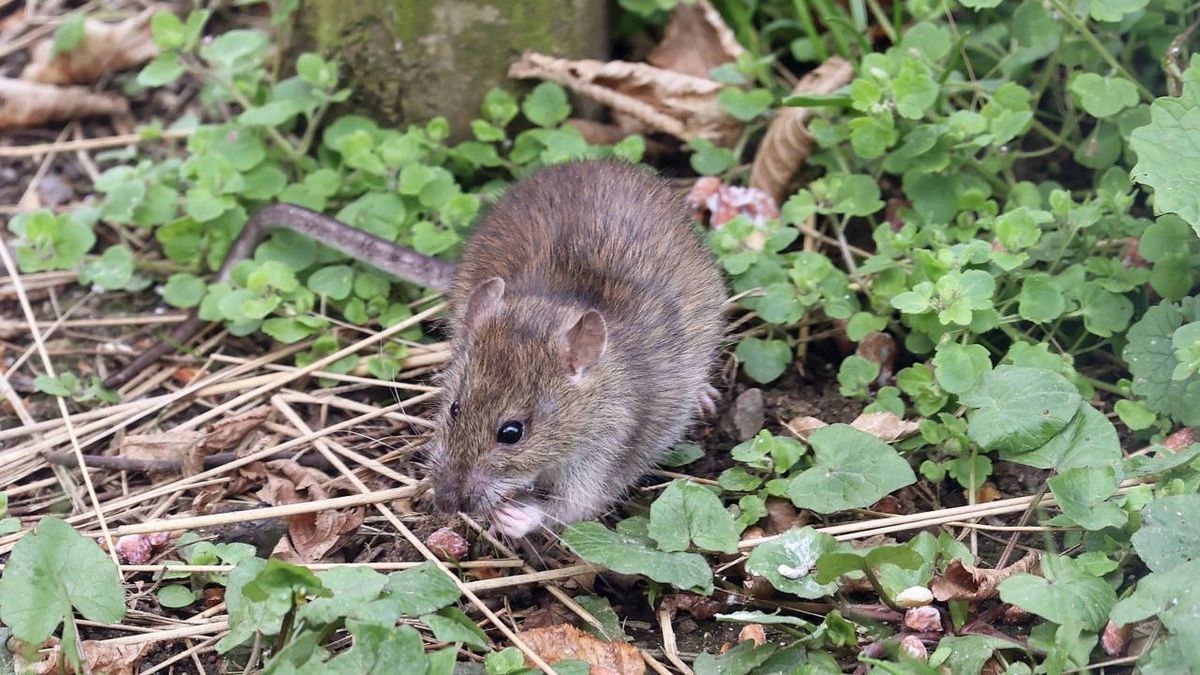 Ratten Im Garten Imago 0242593841 H