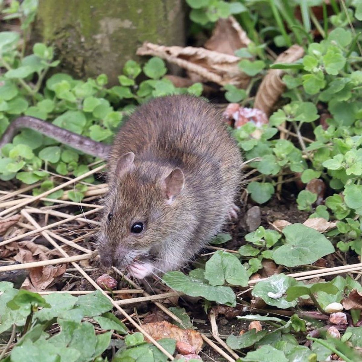 Ratten in Haus und Garten vertreiben: Diese Hausmittel wirken