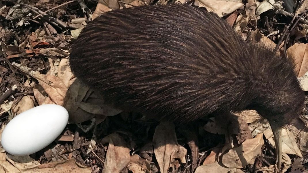 Ein Kiwi mit einem seiner großen Eier.