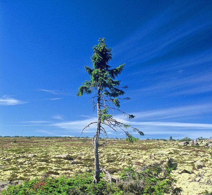 Ein Baum-Methusalem wächst im schwedischen Nationalpark Fulufjället: Die Fichte "Alt Tjikko" ist fast 10.000 Jahre alt und somit vermutlich der älteste Baum der Welt.
