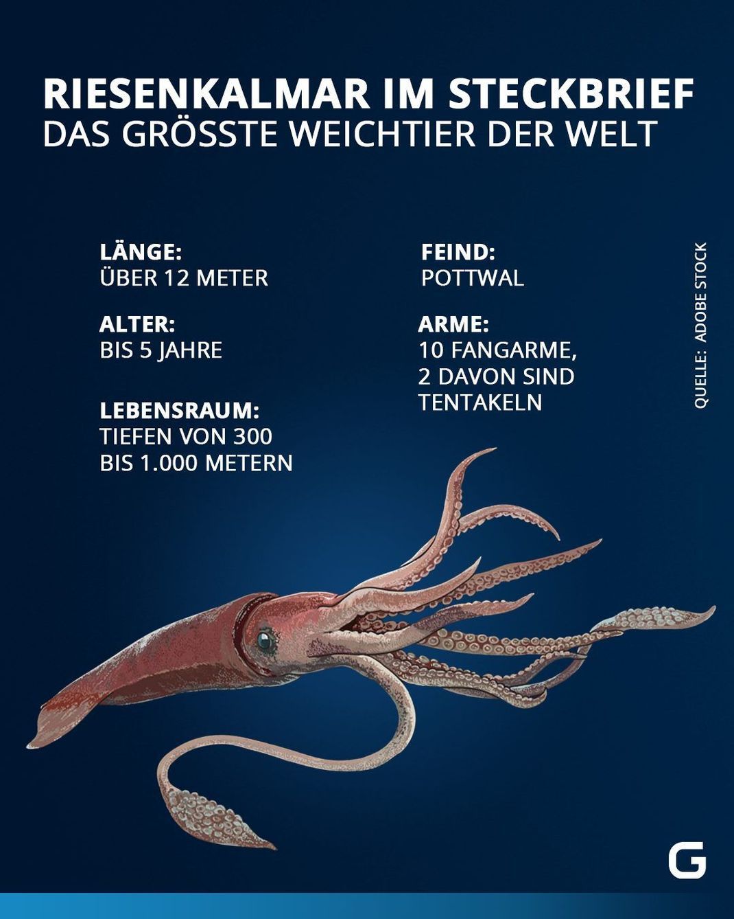 Riesenkalmar im Steckbrief: Länge, Alter, Lebensraum, Feinde und Anzahl der Arme. 