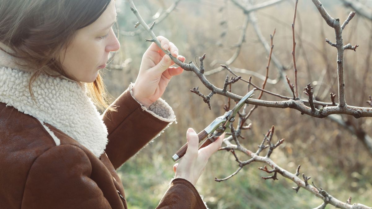 Gartenarbeit im Januar: Das ist jetzt zu tun