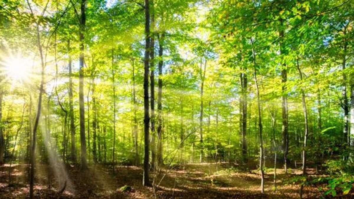 Die 5 schönsten Wälder Deutschlands