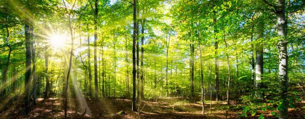 Die 5 schönsten Wälder Deutschlands