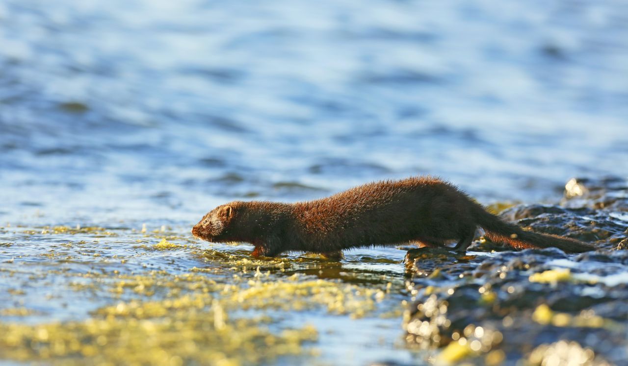 Ein Mink läuft zum Wasser. Die Tiere befinden sich immer in der Nähe von Flüssen oder Seen.
