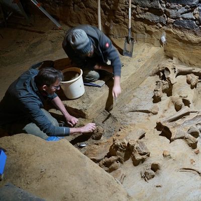 Mann findet bis zu 40.000 Jahre alte Mammutknochen in Weinkeller