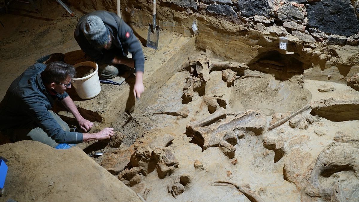 Mann findet bis zu 40.000 Jahre alte Mammutknochen in Weinkeller