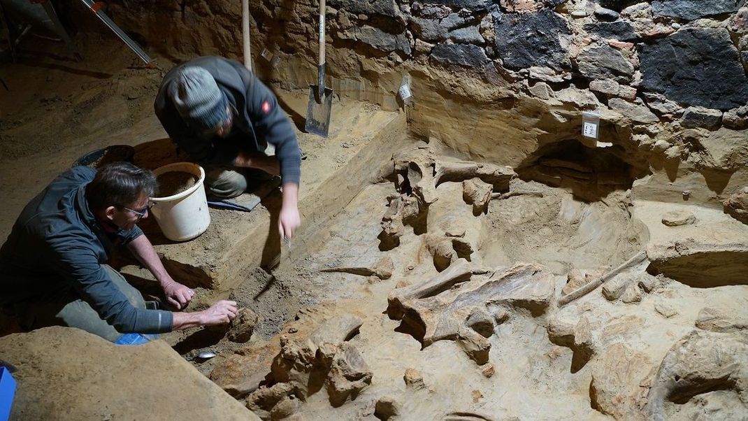Ein Team von Archäolog:innen untersucht die entdeckten Mammutknochen in dem Weinkeller.