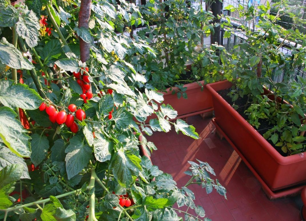 Tomaten eignen sich perfekt für den Balkon. Die Setzlinge kannst du in der Wohnung vorzüchten, bevor die Pflanze im Freien in einem großen Blumentopf gedeihen kann.
