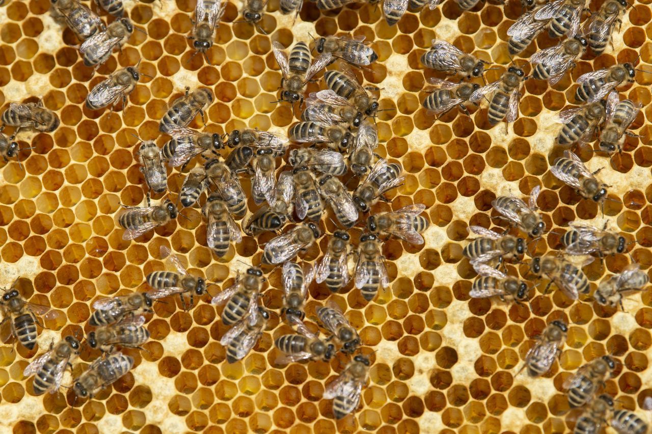 Bienen: Sie können Duftstoffe über Kilometer riechen - auch die veränderten Ausdünstungen bei einer Corona-Infektion. Bienen können darauf trainiert werden, ihren Rüssel auszustrecken, um positive Proben anzuzeigen. Zuvor wurde schon davon berichtet, dass Bienen auch Krebs, Diabetes und Tuberkulose erschnuppern können.