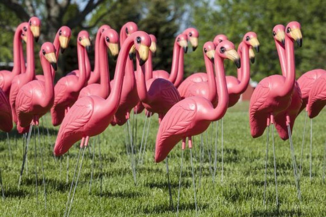 Think pink! Garten-Flamingos aus Plastik "beflügeln" die Trash-Kultur.