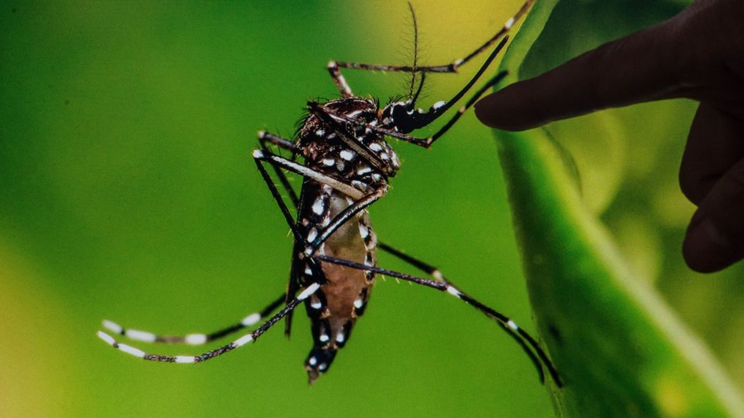 Tigermücke: Das Zika-Virus wird von Mücken der Gattung Aedes übertragen. Dazu zählt auch die Ägyptische Tigermücke. Dieses Exemplar wurde in Chile aufgenommen.&nbsp;