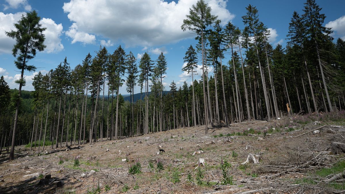 Klimaschutz