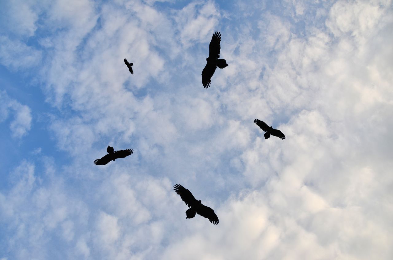 Vögel nutzen die Thermik und schrauben sich kreisförmig in die Höhe. Das spart Kraft.