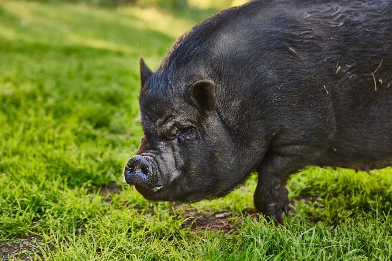 1998 wurde Hängebauch-Schwein Lulu zur Lebensretterin. Ihre Besitzerin erlitt einen Herzinfarkt - ausgerechnet, als sie allein auf dem Hof war. Da rannte die Schweine-Dame los und stellte sich mitten auf die nächste Straße. Sie schaffte es, einen der Autofahrer zum Hof zu locken. Dort konnte er gerade noch rechtzeitig den Notarzt rufen und "Frauchen" überlebte. 