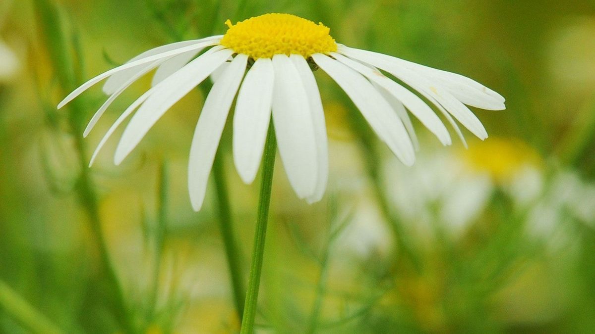 Margerite-Blume-Weiß-pixabay