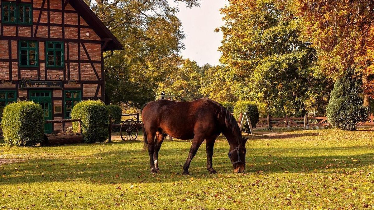 Urlaub auf dem Bauernhof