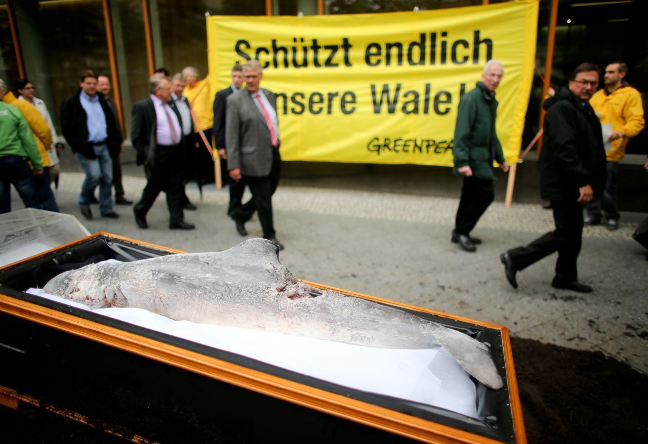 Vor dem Bundeslandwirtschaftsministerium baute Greenpeace 2013 einen gläsernen Sarg mit einem verendeten Schweinswal auf. Das Ziel: besserer Schutz der heimischen Wale in Nord- und Ostsee.