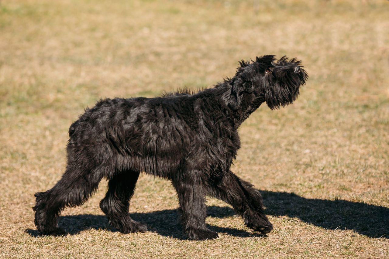 Mit rund 70 Zentimetern Schultermaß ist der Riesenschnauzer der größte seiner Art. Seine Rolle als Familienhund nimmt er ernst, daher kann er bei Eindringlingen ziemlich ungemütlich werden.