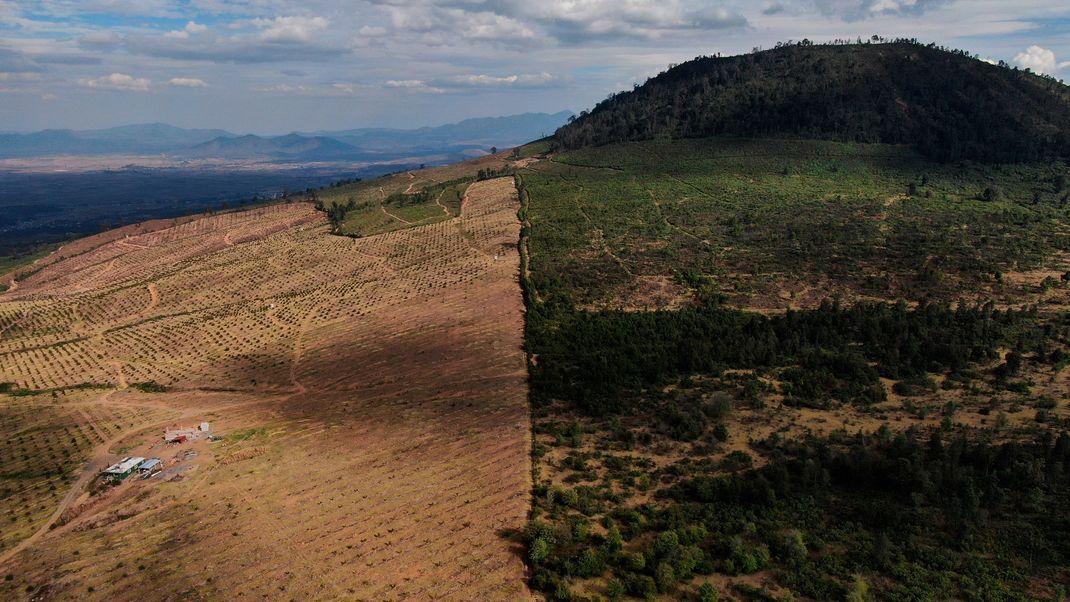 Die Waldrodungen für den Avocado-Anbau hat langfristig negative Auswirkungen auf die Pflanzen- und Tierwelt. Auch indigene Völker sind oft direkt betroffen.