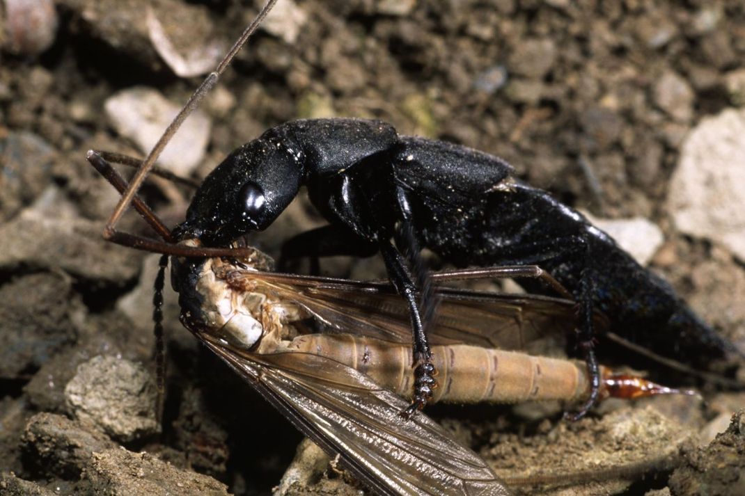 Ein Schwarzer Moderkäfer macht sich über eine Schnake her.